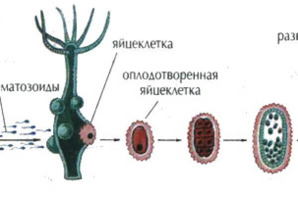 Кракен 17 точка ат