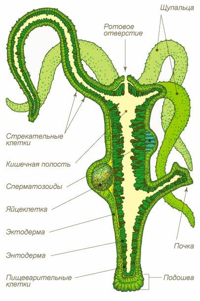 Кракен ссылка оригинал